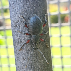 Otiorhynchus