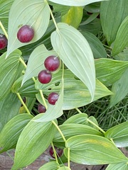 Streptopus amplexifolius