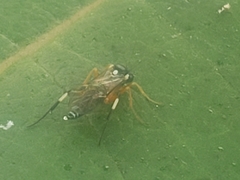 Diplazon laetatorius