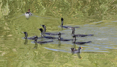 Phalacrocorax sulcirostris