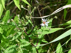 Symphyotrichum prenanthoides