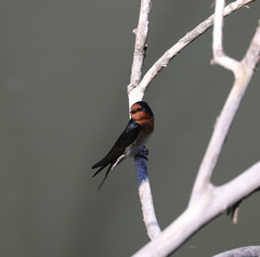 Hirundo neoxena