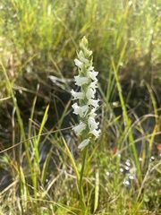 Spiranthes arcisepala