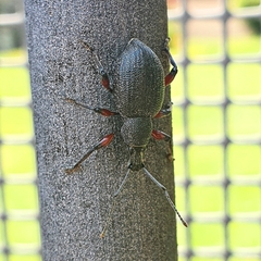 Otiorhynchus