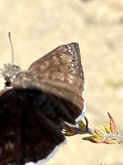 Erynnis funeralis