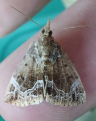 Hypena abalienalis
