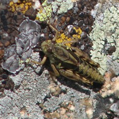 Melanoplinae