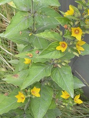 Lysimachia punctata