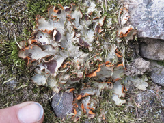 Solorina crocea