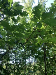 Quercus bicolor