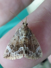 Hypena abalienalis