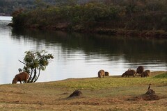 Hydrochoerus hydrochaeris