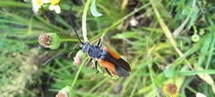 Chauliognathus limbicollis