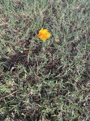 Zephyranthes tubispatha