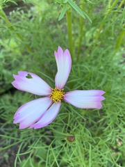 Cosmos bipinnatus