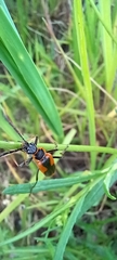Chauliognathus limbicollis