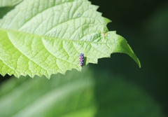 Cicadellinae