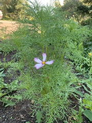 Cosmos bipinnatus