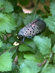 Lycorma delicatula