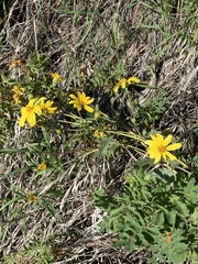 Engelmannia peristenia