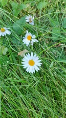 Leucanthemum