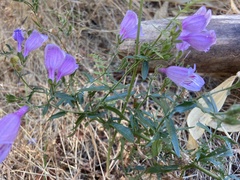 Penstemon richardsonii