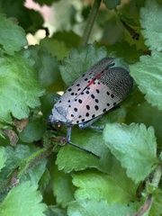 Lycorma delicatula