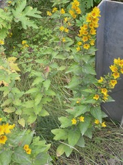Lysimachia punctata