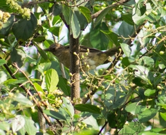 Turdus grayi