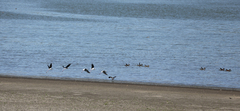 Himantopus leucocephalus