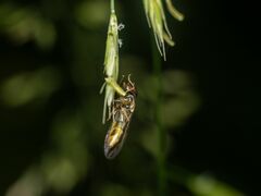 Melanostoma mellinum