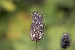 Phleum