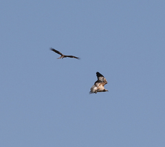 Haliaeetus leucogaster