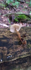 Marasmius sullivantii
