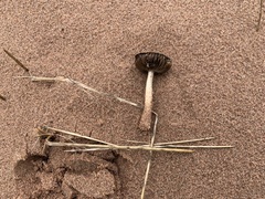 Psathyrella arenulina