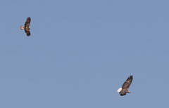 Haliaeetus leucogaster