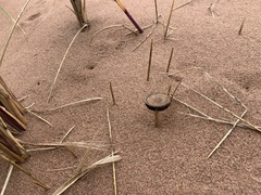 Psathyrella arenulina