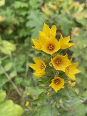 Lysimachia punctata