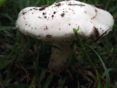 Agaricus campestris