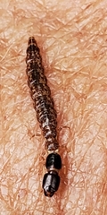 Insecta