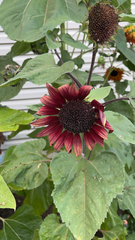 Helianthus annuus