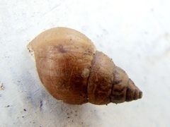 Bulimulus