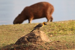 Colaptes campestris campestris