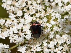 Cosmopepla lintneriana
