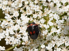 Cosmopepla lintneriana