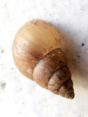 Bulimulus