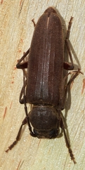 Arhopalus ferus