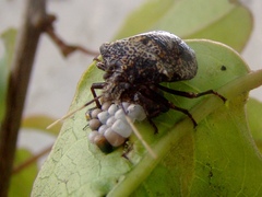 Antiteuchus mixtus