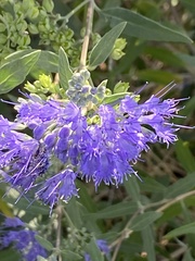 Caryopteris
