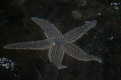 Asterias forbesi